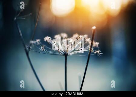 Die dünnen trockenen Äste einer verwilderten Wildkarottenblume sind mit Frost bedeckt und in der kalten Wintersaison von der Sonne beleuchtet. Stockfoto