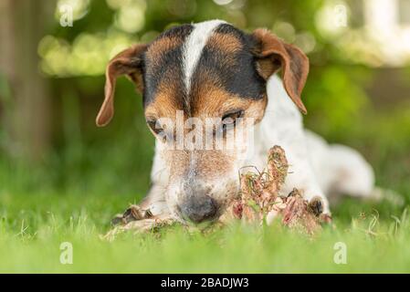 Der kleine süße Jack Russell Terrier Hund isst einen Knochen mit Fleisch und kaut im Freien Stockfoto