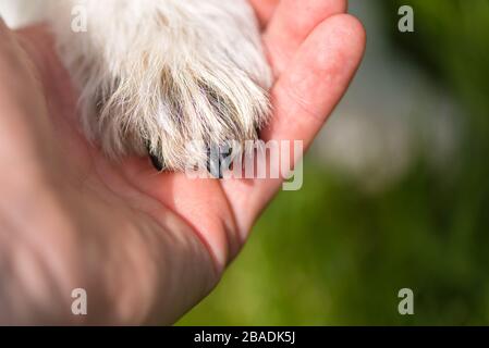 Nahaufnahme der Oberseite der Hundepfoten und der menschlichen Hand - Freundschaft zwischen Jack russell Terrier und Mensch Stockfoto