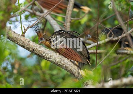 Hoatzin Opisthocomus hoazin, Erwachsener, in Waldachs, Los Llanos, Kolumbien, März Stockfoto