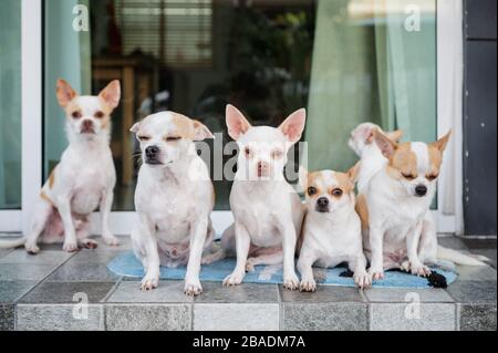 Eine Gruppe von Chihuahua mit kurzen Haaren, die im Vorderhaus sitzen und schauen Stockfoto