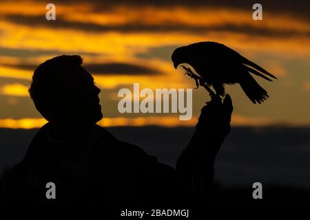 Wanderfalke Falco peregrinus (gefangen), Erwachsene Frau, auf Falknerhandschuh gehockt, Hawk Conservancy Trust, Hampshire, Großbritannien, November Stockfoto