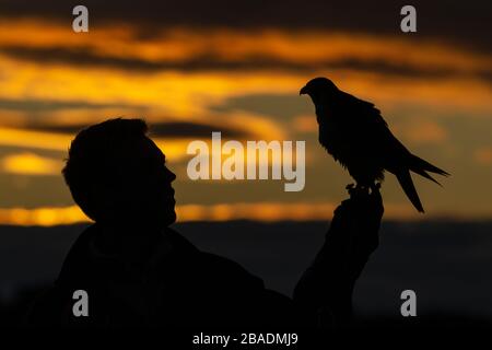Wanderfalke Falco peregrinus (gefangen), Erwachsene Frau, auf Falknerhandschuh gehockt, Hawk Conservancy Trust, Hampshire, Großbritannien, November Stockfoto