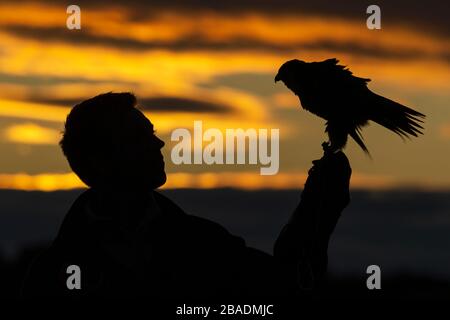 Wanderfalke Falco peregrinus (gefangen), Erwachsene Frau, auf Falknerhandschuh gehockt, Hawk Conservancy Trust, Hampshire, Großbritannien, November Stockfoto