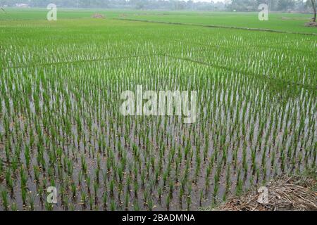 Grünes Reisfeld in Westbengalen, Indien Stockfoto