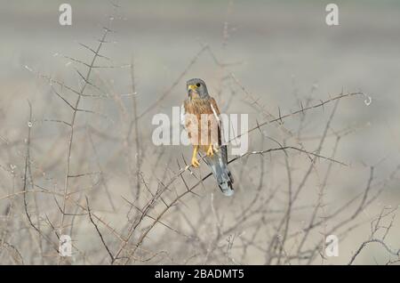 Rock kestrel auf dünnem dornigen Ast, grauer Hintergrund, Namibia Stockfoto