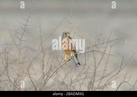 Rock kestrel auf dünnem dornigen Ast, grauer Hintergrund, Namibia Stockfoto