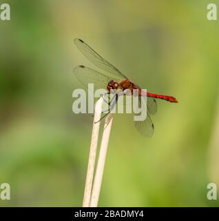 Rote Libelle auf trockener Vegetation sitzend, wildes Insektenmakro Stockfoto