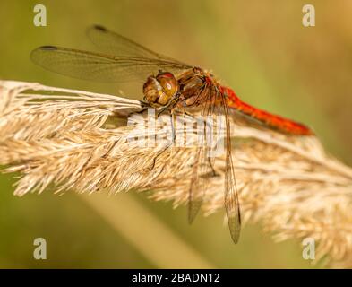 Rote Libelle auf trockenem Gras sitzend, Makro von wilden Insektentieren Stockfoto