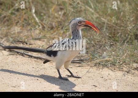 Nahaufnahme des südlichen, rot abgerechneten Hornbill am Boden, in Namibia, Afrika Stockfoto