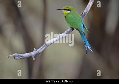 Nahaufnahme von Schwalbenschwein-Bienen-Esser in Zweigniederlassung, in Namibia Stockfoto