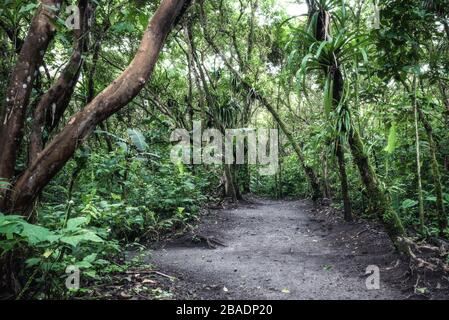 Schwarzer Pfad, der in einem üppigen Wald verläuft. Lava-Pfad an den hängen von Arenal Vocano. Naturkonzept Costa Rica. Stockfoto