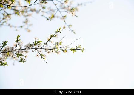 Magdeburg, Deutschland. März 2020. Wildkirschblüte Credit: Stephan Schulz / dpa-Zentralbild / ZB / dpa / Alamy Live News Stockfoto