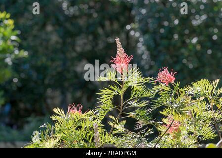 Die warme Herbstsonne beleuchtet die tiefen roten blütenförmigen Rispen einer Grevillea "Robyn Gordon" in einem Sydney Hinterhofgarten in Australien Stockfoto