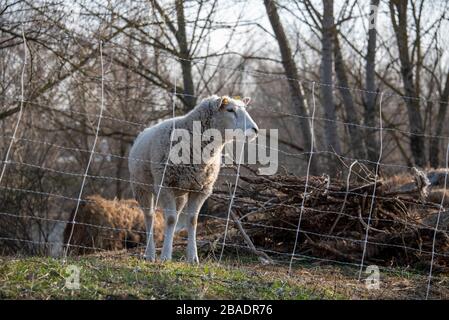 Magdeburg, Deutschland. März 2020. Auf einem Elbdeich steht ein Schaf. Kredit: Stephan Schulz / dpa-Zentralbild / ZB / dpa / Alamy Live News Stockfoto