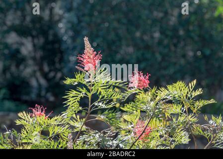 Die warme Herbstsonne beleuchtet die tiefen roten blütenförmigen Rispen einer Grevillea "Robyn Gordon" in einem Sydney Hinterhofgarten in Australien Stockfoto