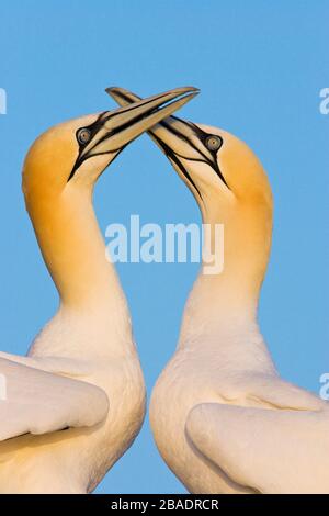 Gruß von Nord-Gannet (Morus bassanus), Republik Irland Stockfoto