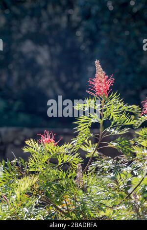 Die warme Herbstsonne beleuchtet die tiefen roten blütenförmigen Rispen einer Grevillea "Robyn Gordon" in einem Sydney Hinterhofgarten in Australien Stockfoto