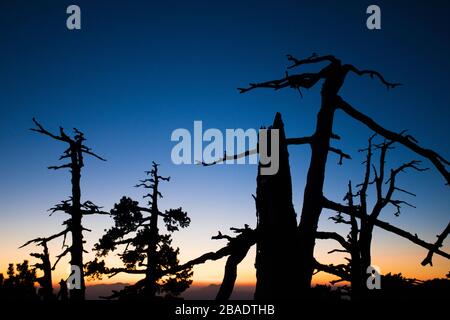 Silhuette bei Sonnenuntergang - Gipfel des nationalparks pollino - große Bäume Stockfoto
