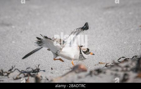 Ringed Plover Charadrius hiaticula an einem Strand mit ausgestreckten Flügeln, äußere Hebriden, Schottland Großbritannien März 2020 Stockfoto