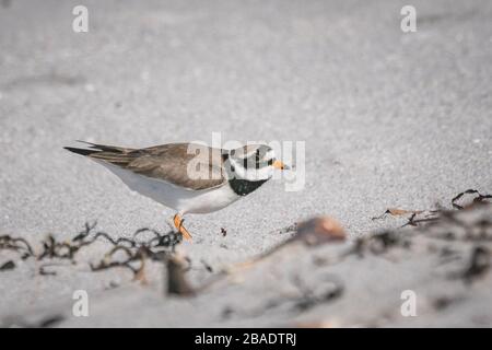 Umringter Plover Charadrius hiaticula an einem Strand in den äußeren Hebriden stehend und Flügel ausgestreckt. Schottland Großbritannien 2020 Stockfoto