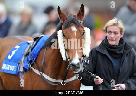 Ein Rennpferd wird bei Lingfield-Rennen ausgeparadelt Stockfoto