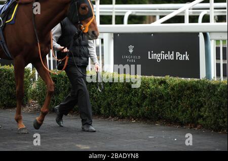 Bei Lingfield-Rennen wird ein allgemeiner Blick als Rennpferd paradiert Stockfoto