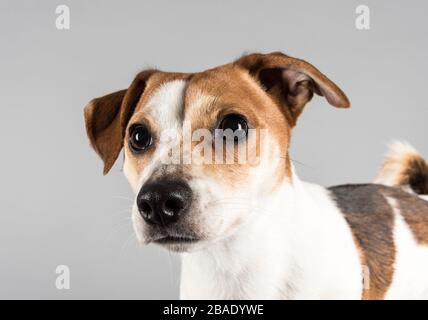 Foto eines Jack russell Terrier (Großbritannien) Stockfoto