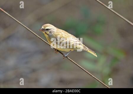 kanariengelb auf Draht, Namibia Stockfoto