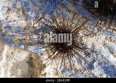 Seeigel an Land. Gefährliche Meeresbewohner mit Dornen. Gefahr bei einem Strandurlaub. Eine Kugel von Nadeln. Stockfoto