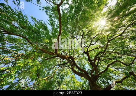 Schöner weinender Weidenhimmel mit der Sonne, die durch das grüne Laub scheint Stockfoto
