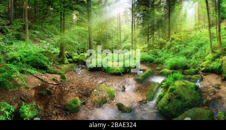 Bezaubernde Panorama-Waldlandschaft mit weichem Licht, das durch das Laub fällt, und einem Bach mit ruhigem Wasser Stockfoto