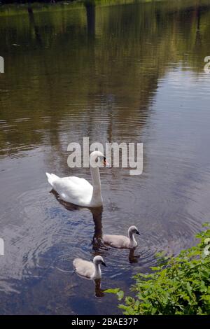 Ein stummer Schwan und zwei Zygnets am See in Stourhead Gardens, Wiltshire, England, Großbritannien Stockfoto