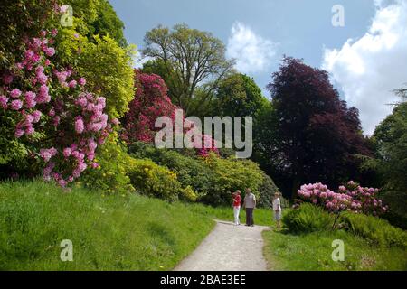 Die brillanten Frühlingsfarben von Rhodendrons und Azaleen in Stourhead Gardens, Wiltshire, England, Großbritannien Stockfoto