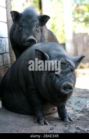 Vietnamesisches schwarzes Schwein mit Bast. Herbivore Schweine. Stockfoto