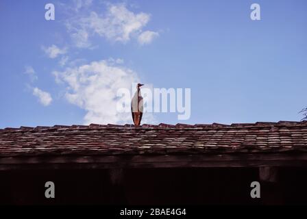 Ein Storch, der auf einem alten traditionellen Dach im Ökomuseum des Elsaß in Ungersheim sitzt Stockfoto