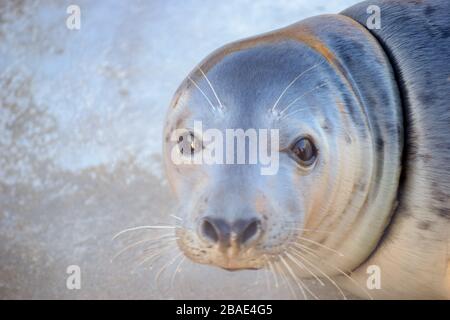 Versiegeln Sie den Pup, und betrachten Sie die Kamera mit vollem Gesicht Stockfoto