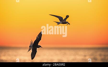 Die Silhouetten einer fliegenden Möwe und eines Sternenbrettes. Hintergrund des roten Sonnenuntergangs am Himmel. Dramatischer Himmel Bei Sonnenuntergang. Der wissenschaftliche Name des Schwarzköpfigen Gull: Larus ridibundus. Stockfoto