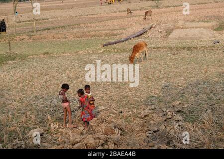 Kinder spielen auf einem Reisfeld im Dorf Kumrokhali, Westbengalen, Indien Stockfoto