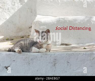 CAT fördert soziale Distanzierungsbotschaft gegen Corona Covid 19 Stockfoto