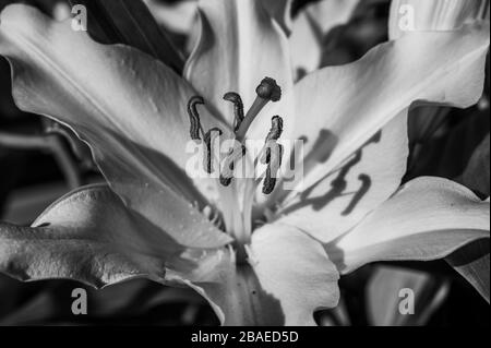 Schwarz-weiße Nahaufnahme des Stigmas, Stils, Staubfäden, Blumenstillles einer weißen Lilienblume in direkter Sonneneinstrahlung, die Schatten erzeugt. Stockfoto