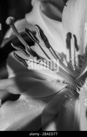 Schwarz-weiße Nahaufnahme des Stigmas, Stils, Staubfäden, Blumenstillles einer weißen Lilienblume in direkter Sonneneinstrahlung, die Schatten erzeugt. Stockfoto