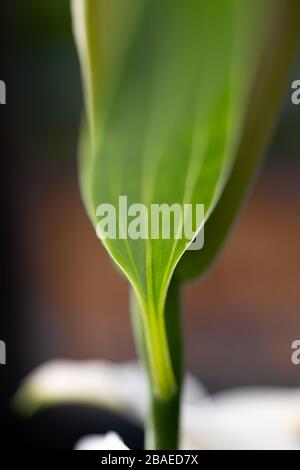 Abstrakte Nahaufnahme des Blatts einer weißen Lilienblüte mit sehr enger Schärfentiefe. Stockfoto