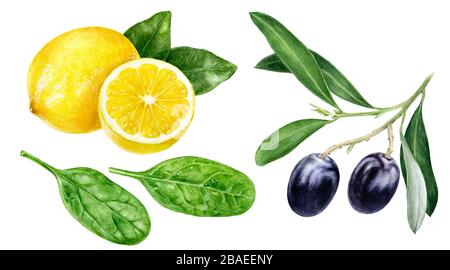 Oliven zweigen auf weißem Hintergrund isoliertes Wasserfarbe aus Zitronenspinat Stockfoto