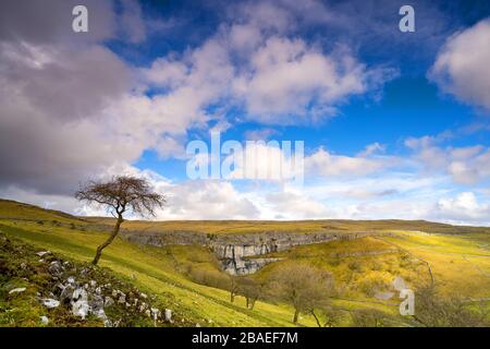 Ein einsamer Baum blickt auf die spektakuläre Malham Cove, eine große gebogene Kalksteinformation, Malham, Yorkshire National Park. GROSSBRITANNIEN Stockfoto