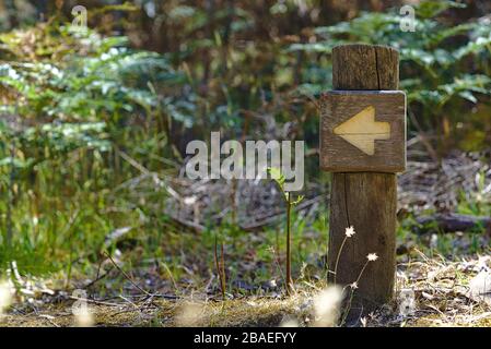 Pfeilschild auf Holzpfosten mit verwischten wilden Pflanzen im Hintergrund Stockfoto