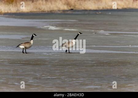 Kanadische Gänse, die über einen gefrorenen See laufen Stockfoto