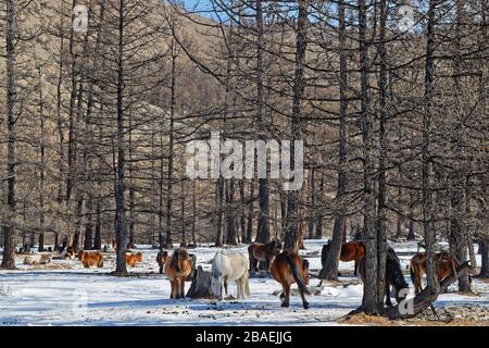 Wildpferde treiben im Schnee der mongolischen Wälder Stockfoto