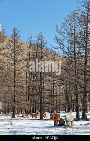 Wildpferde treiben im Schnee der mongolischen Wälder Stockfoto