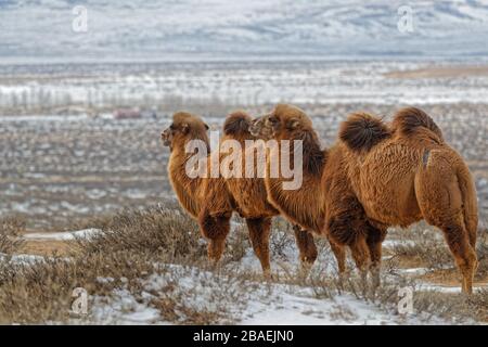 Bactrain Kamele im Schnee der Wüste, der Mongolei Stockfoto